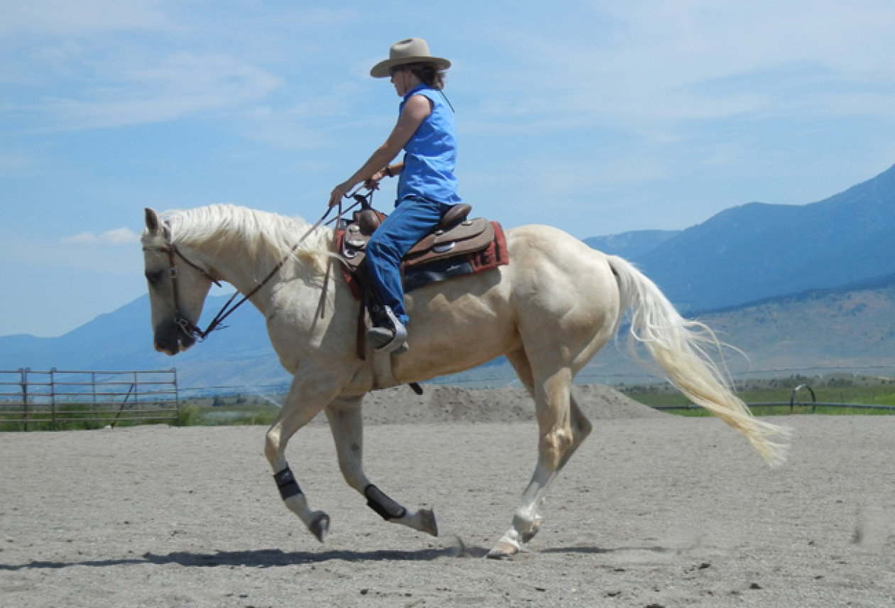       Wendy Deans Horsemanship Blog